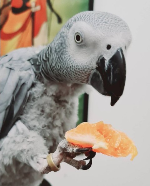 TiktokParrot African Grey