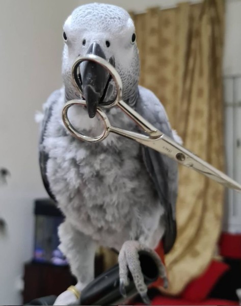 The Most Swearing Parrot