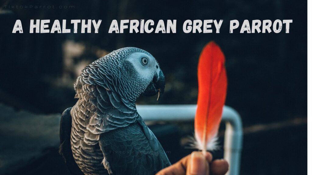 A Healthy African Grey Parrot