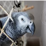 Signs of Illness in an African Grey parrot