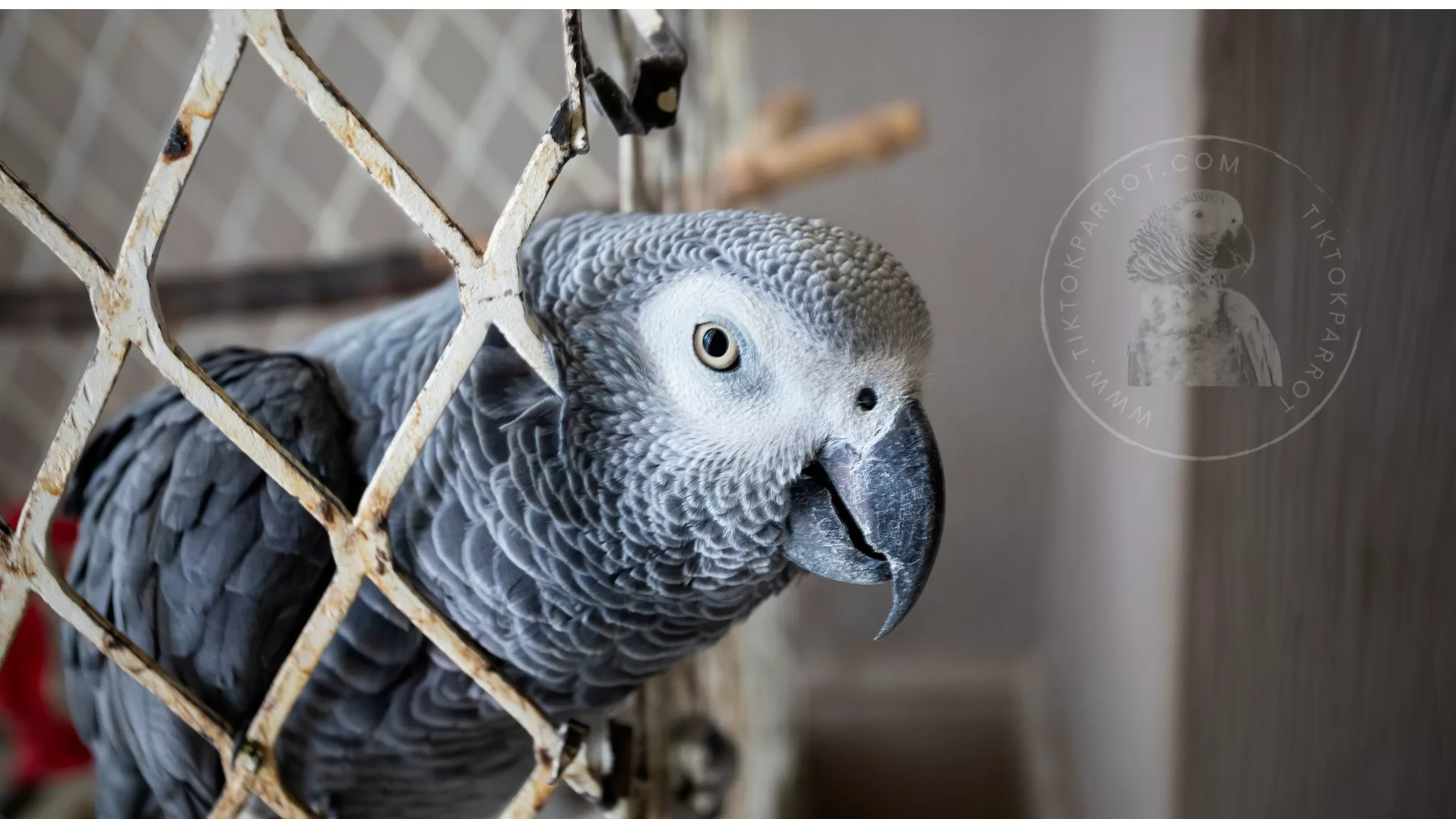 Signs of Illness in an African Grey parrot