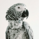 The most talkative TikTok African Grey Parrot.