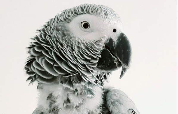 TikTok Parrot