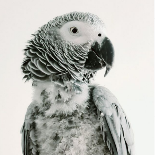 The most talkative TikTok African Parrot.