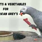 Safe Fruits & Vegetables For African Grey parrots