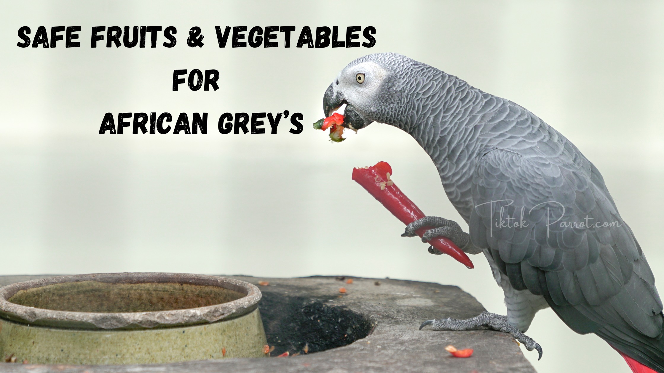 Safe Fruits & Vegetables for African Grey's - TikTok Parrot