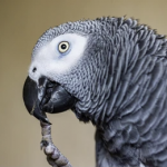 African Grey Parrot’s Nail Biting