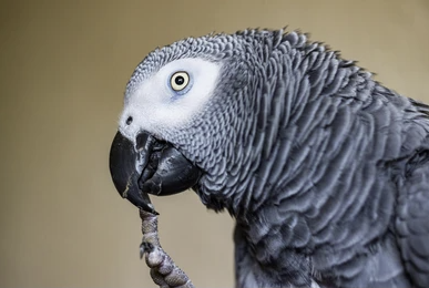African Grey Parrot’s Nail Biting