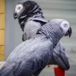 African Grey Parrot Male or Female? (Determine Gender of African Grey)