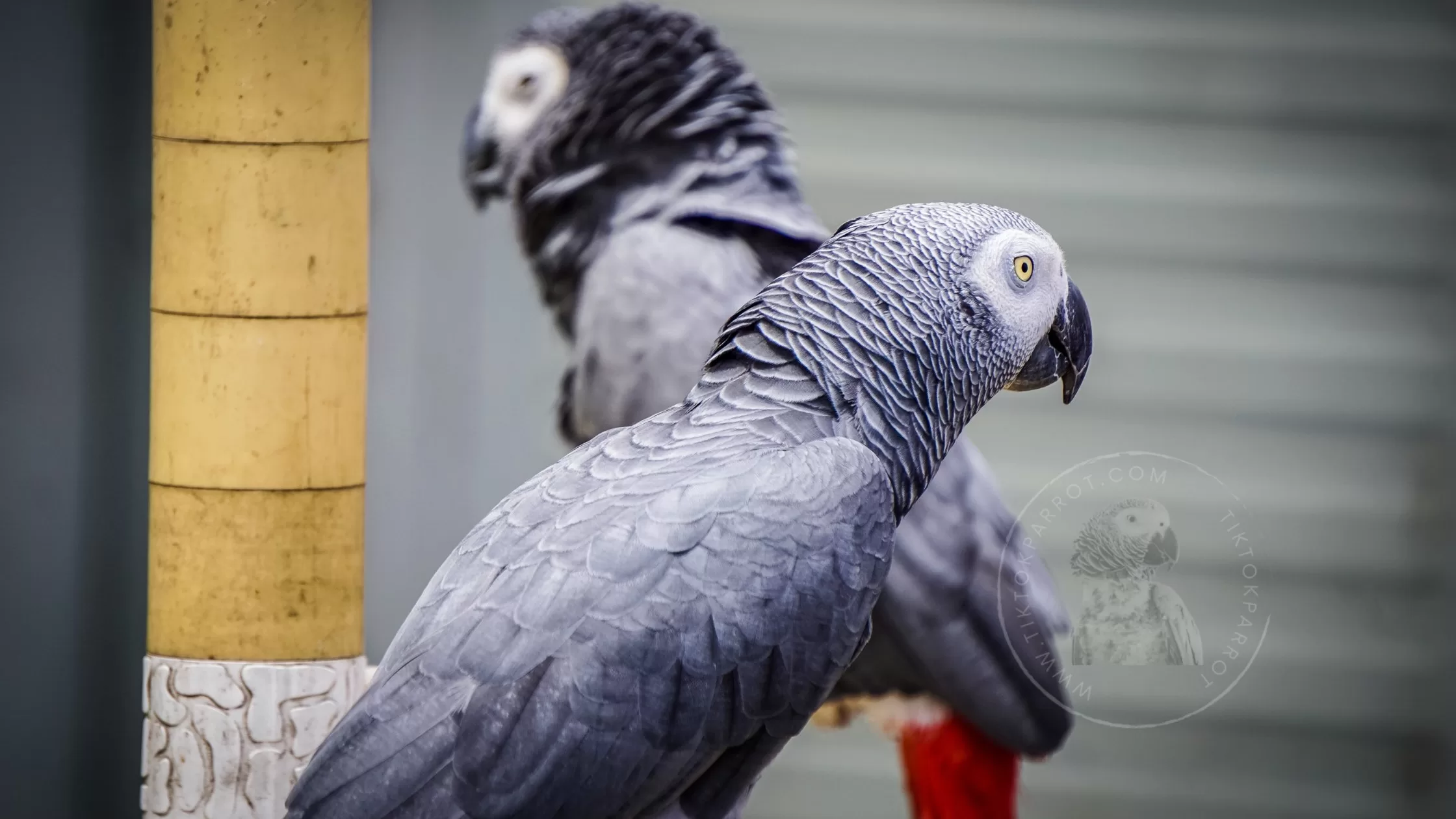 African Grey Parrot Male or Female? (Determine Gender of African Grey)