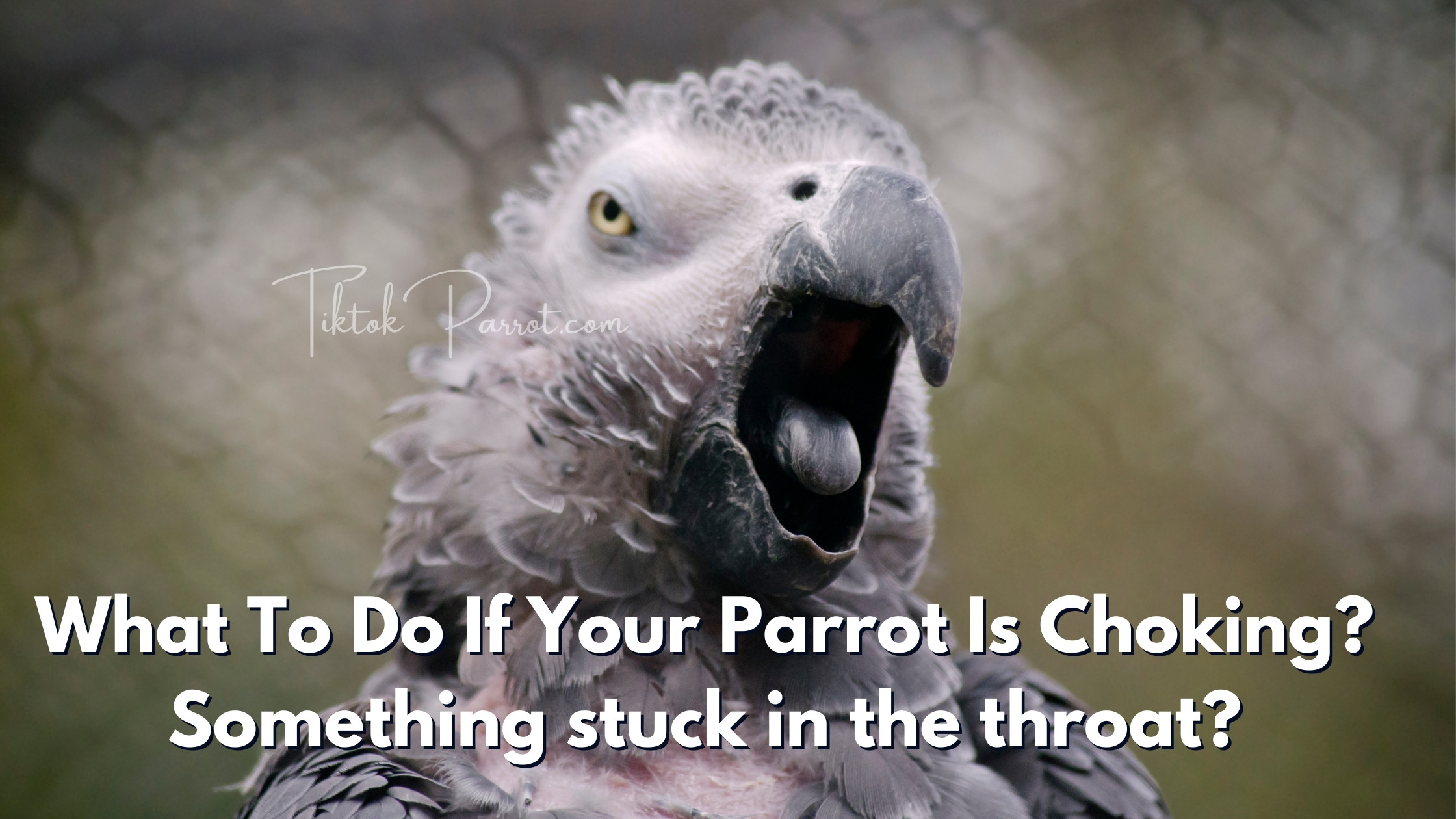 What To Do If Your Parrot Is Choking, something stuck in the throat?