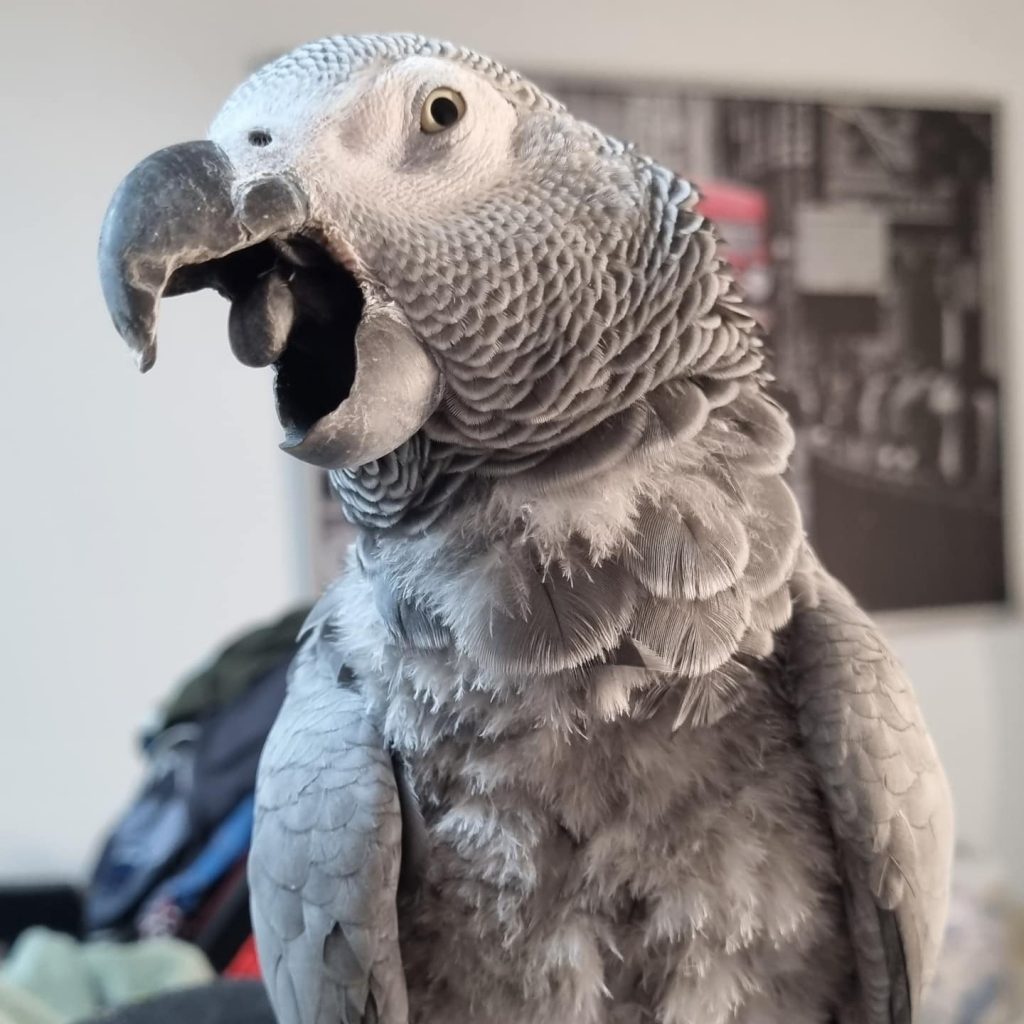 TiktokParrot