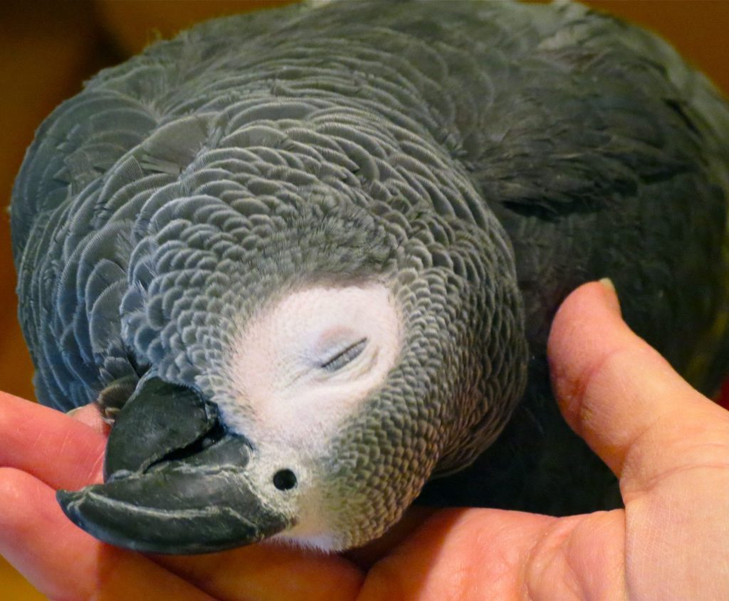 Surprising facts about african grey parrots