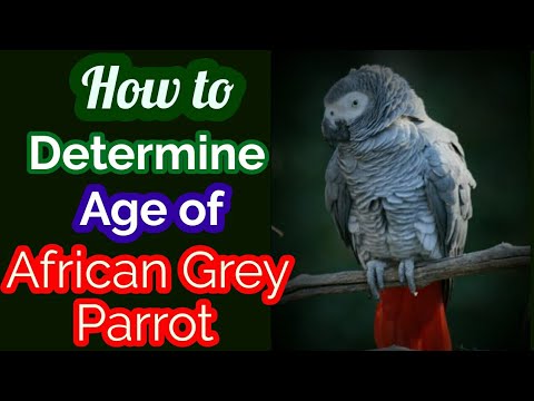 African Grey Parrot gender determination