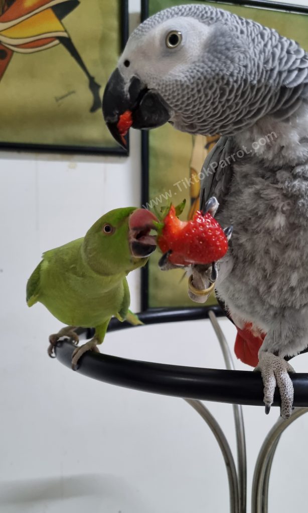 TiktokParrot African Grey Parrot Mitthu