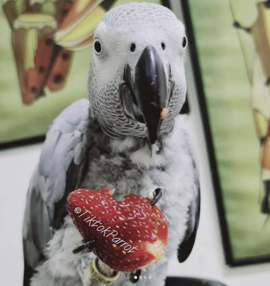 African Grey Parrot Price