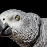 TiktokParrot (African Grey Parrot)