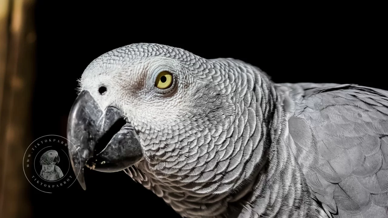 TiktokParrot (African Grey Parrot)