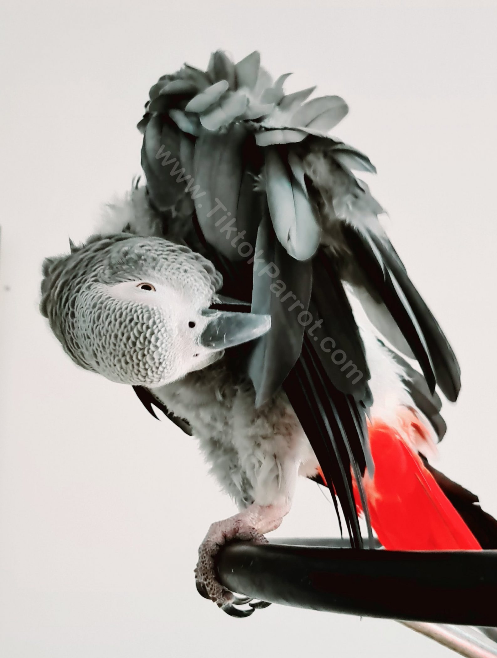 TiktokParrot African Grey