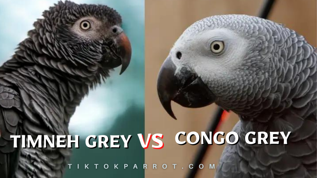 The Difference Between Timneh & Congo Parrots