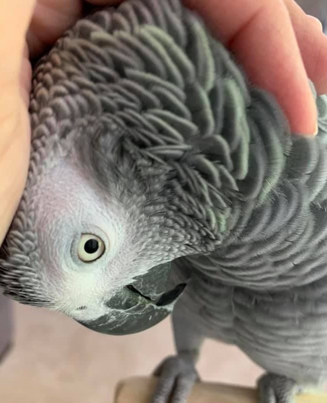 Grey Parrot Feather Plucking & favorite food