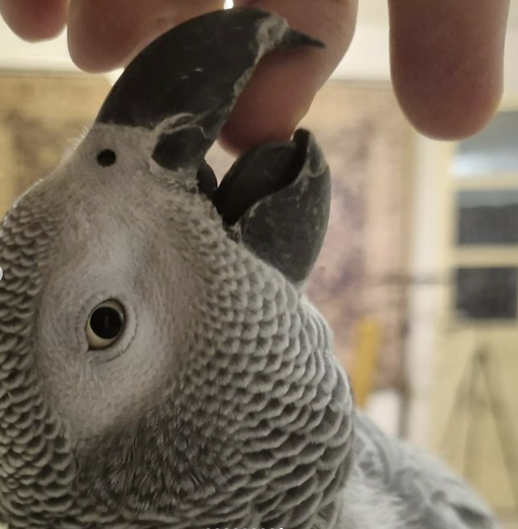 tiktokParrot African Grey