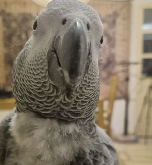 TiktokParrot (African Grey Parrot)