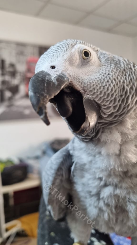 African Grey Parrot (Mitthu) @TiktokParrot