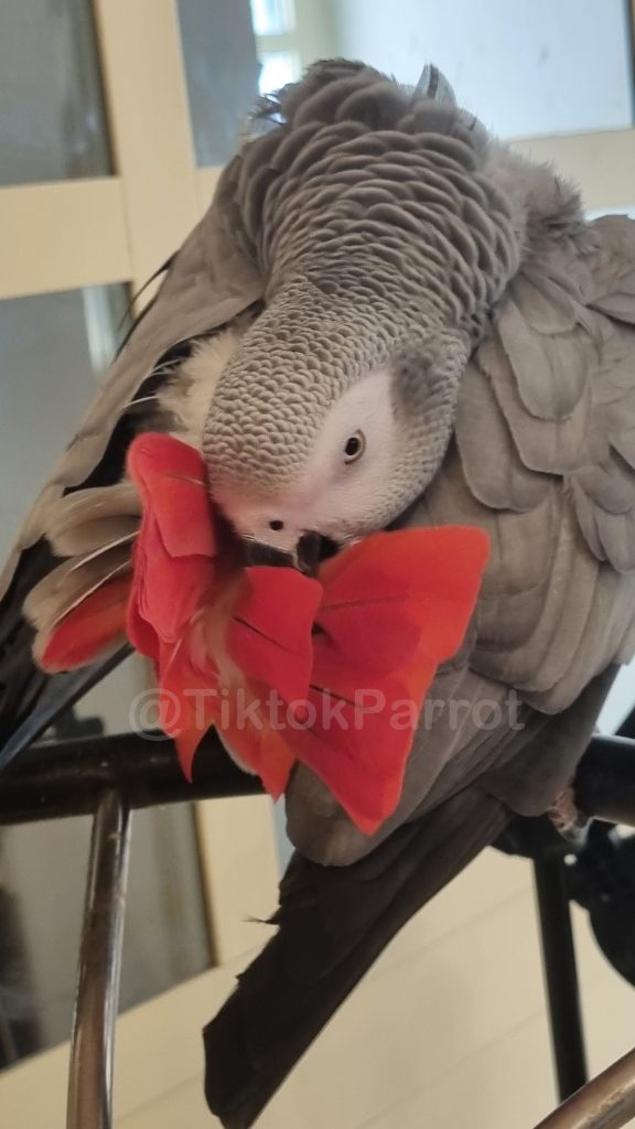 African Grey Temperament