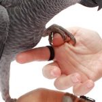 How to Train Your Parrot to Step Up or Down (Command)
