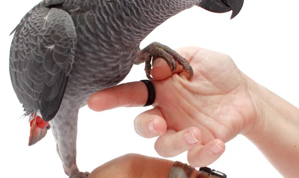 How to Train Your Parrot to Step Up or Down (Command)