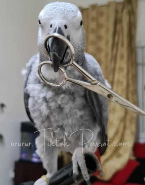 Important Facts about African Grey Health You Need to Know