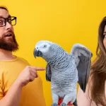 African Grey Parrots as Pets, The Pros and Cons of Owning One