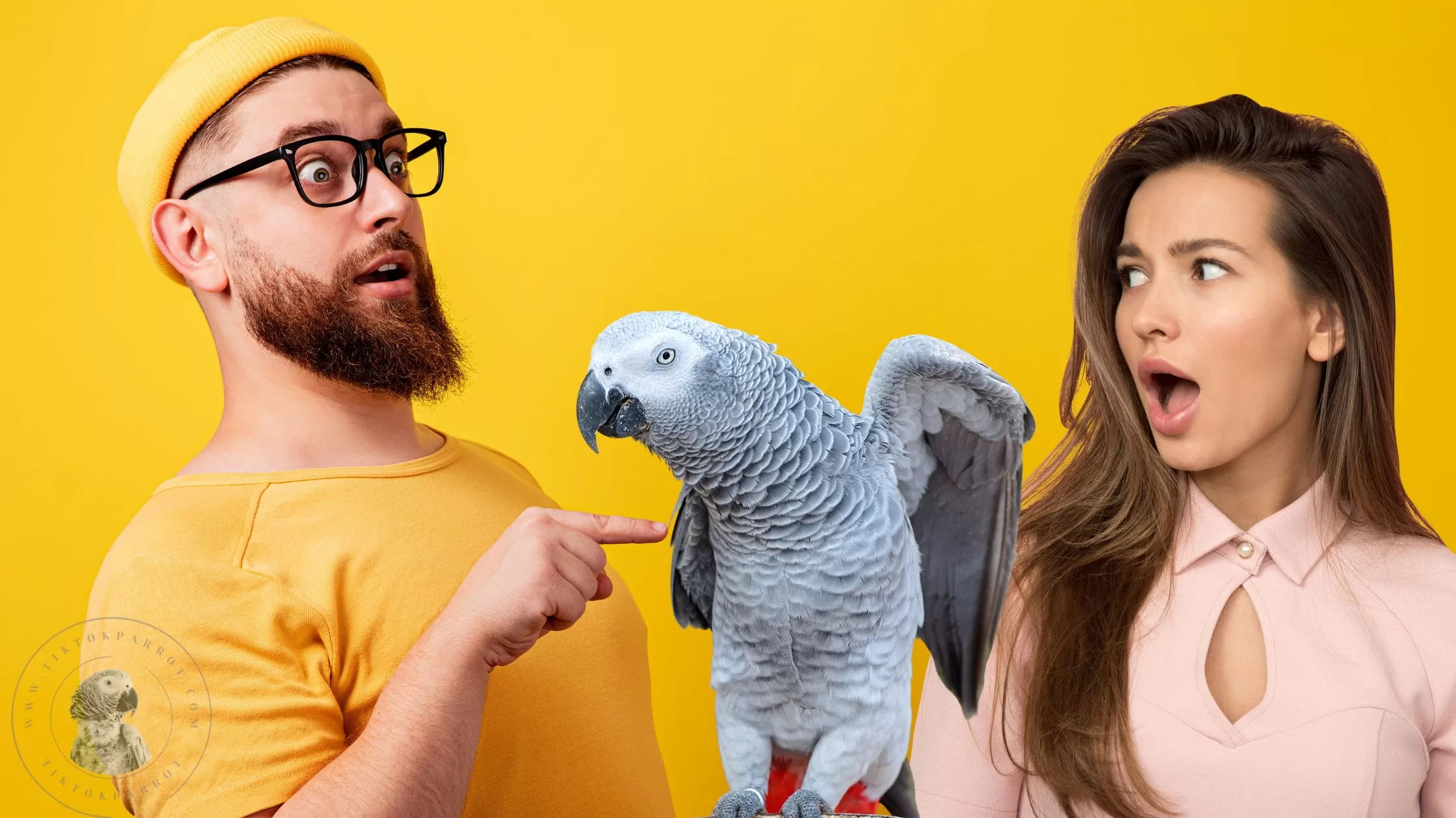 African Grey Parrots as Pets, The Pros and Cons of Owning One