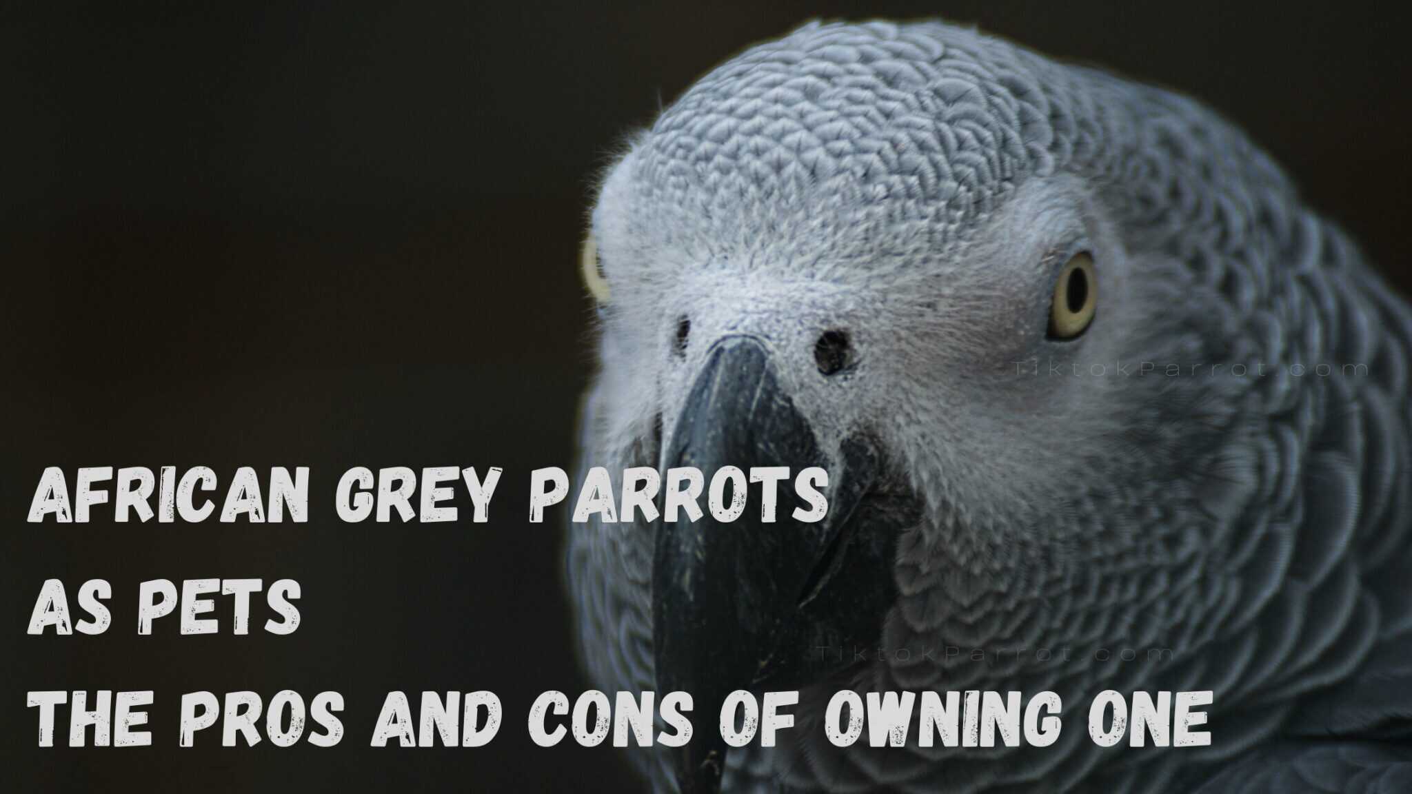 African Grey Parrots as Pets, The Pros and Cons of Owning One TikTok
