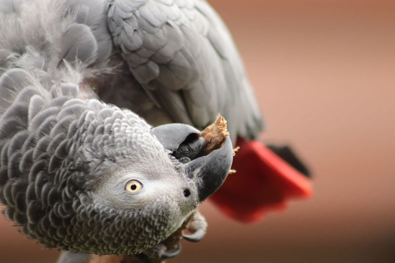 Angry African Grey Tiktok Parrot