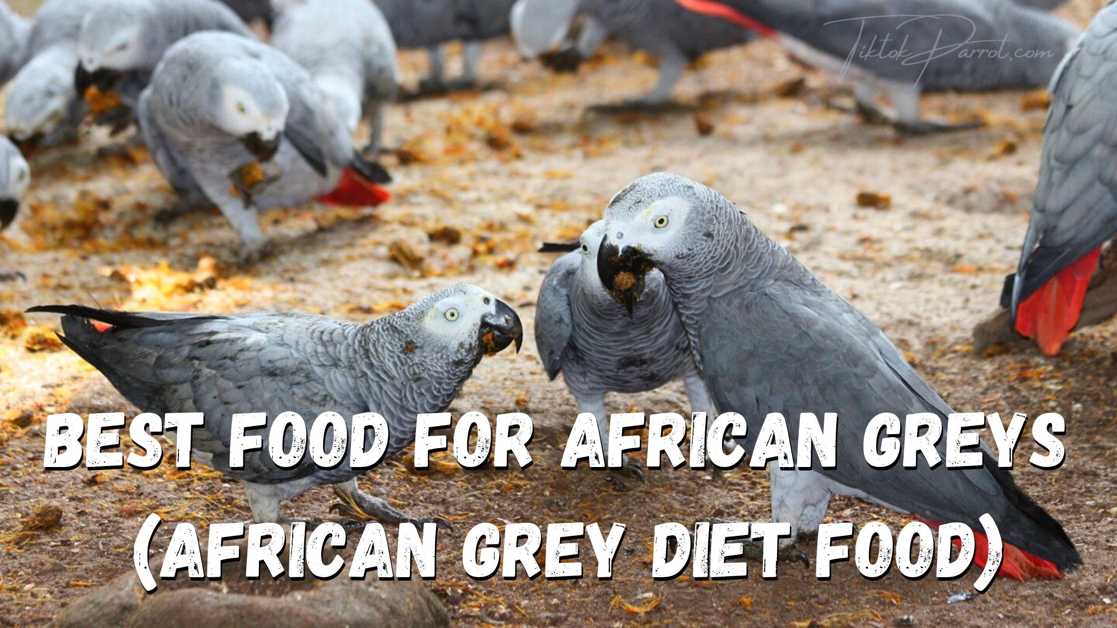 Best Food For African Greys and African Grey Diet Food