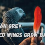 Can African grey clipped wings grow back?