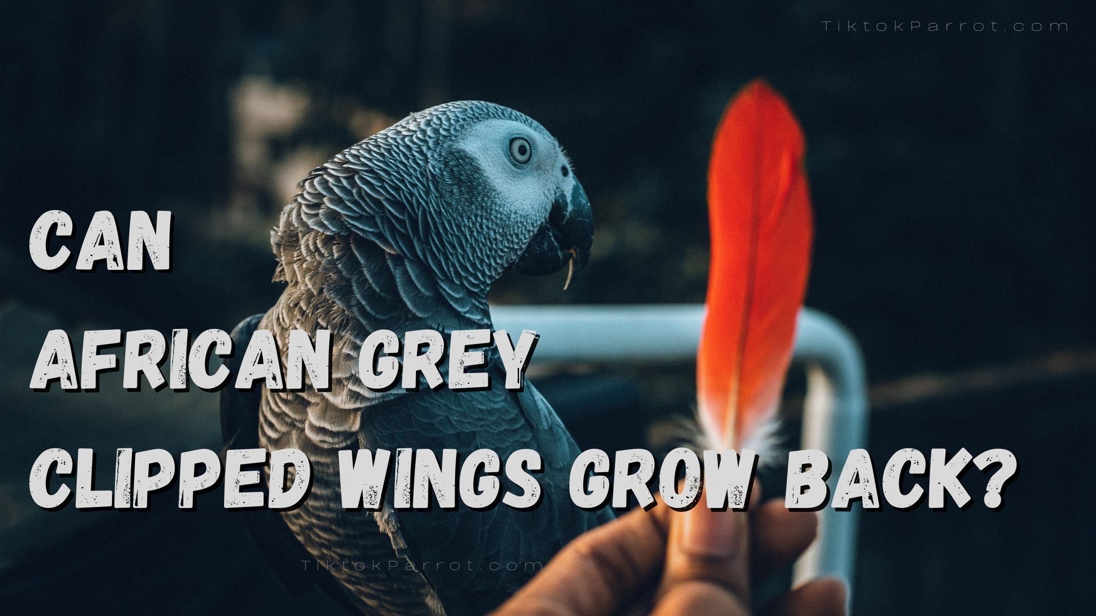 Can African grey clipped wings grow back?