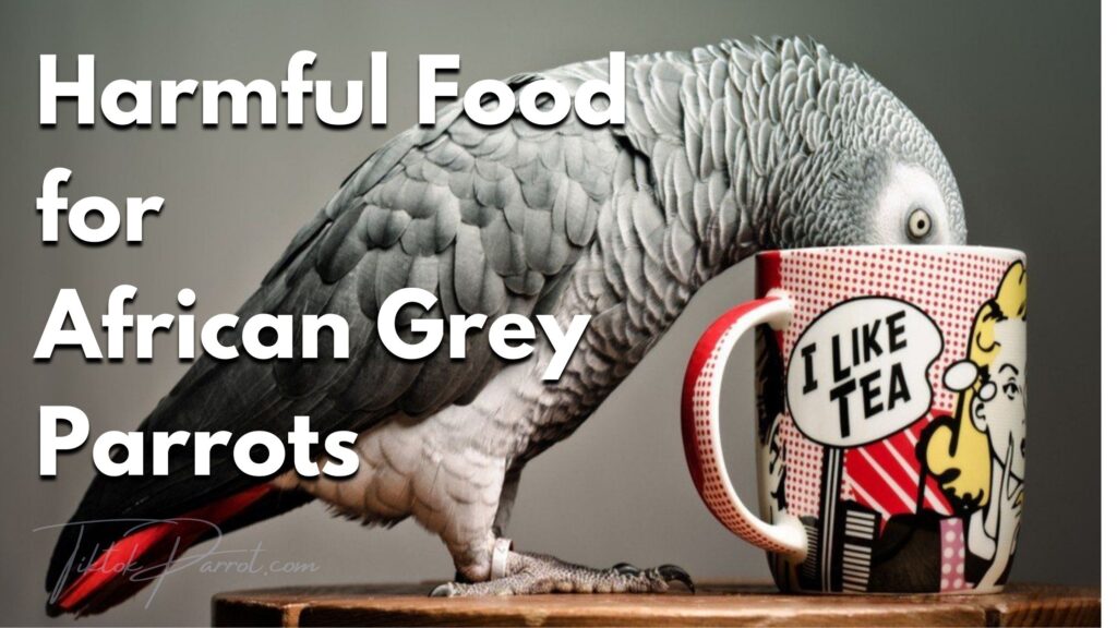 Harmful Food for the African Grey Parrots