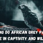 How Long Do African Grey Parrots Live in Captivity and Wild