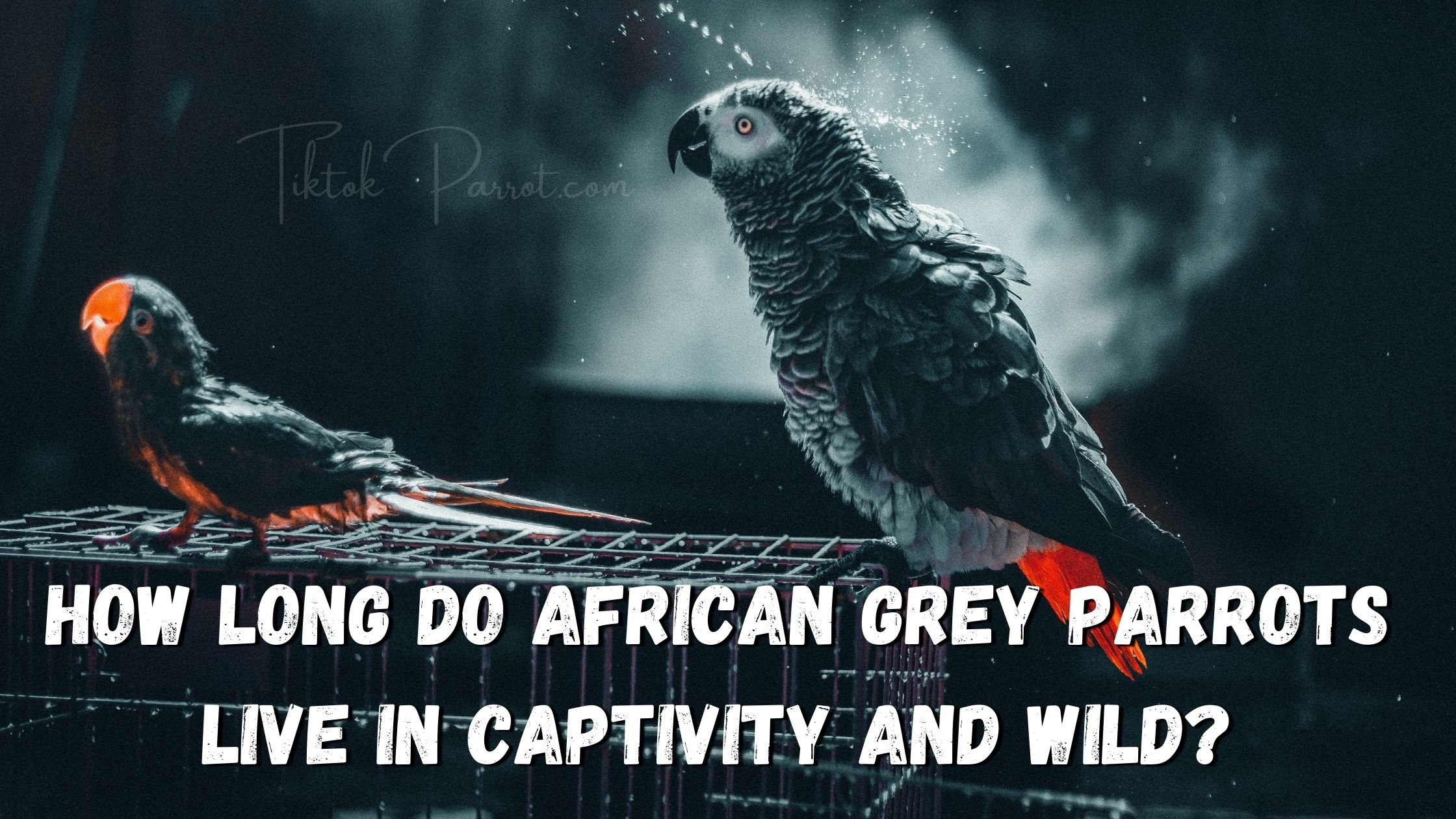 How Long Do African Grey Parrots Live in Captivity and Wild?