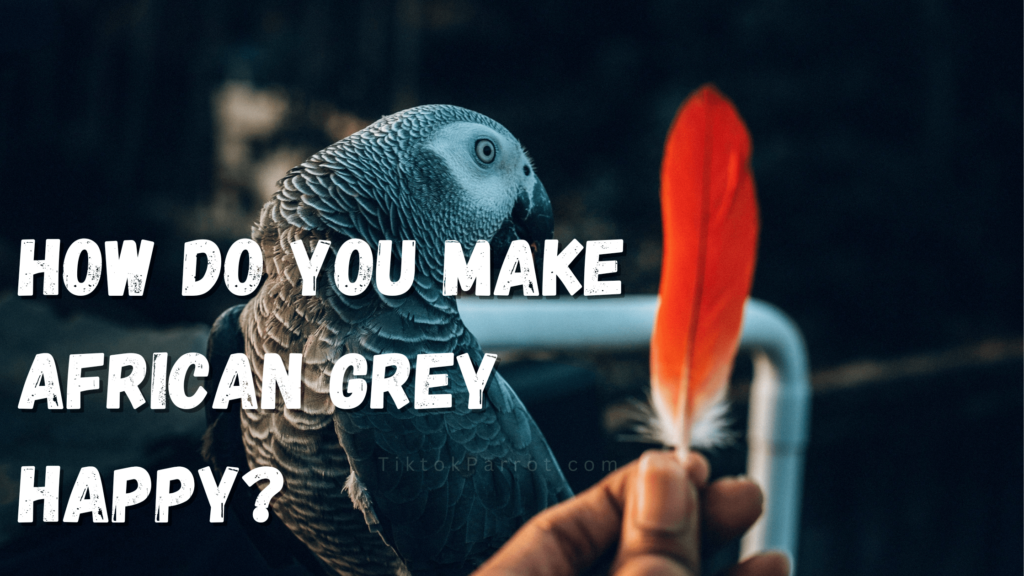How Do You Make African Grey Happy?
