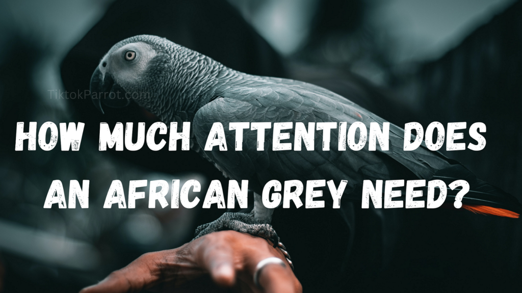 How Much Attention Does An African Grey Need?