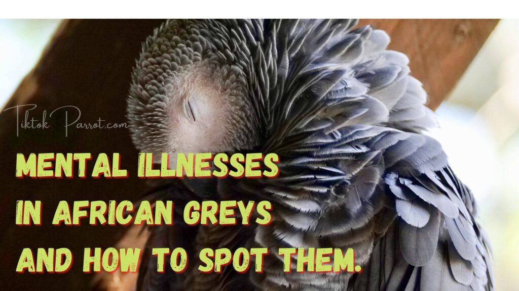 Mental Illnesses in African Greys and How to Spot Them