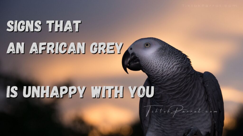 Signs that an African Grey is unhappy with you