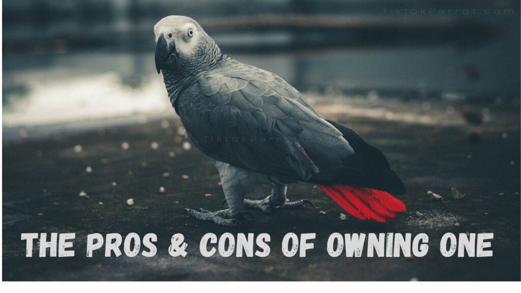 The Pros and Cons of Owning African grey parrot
