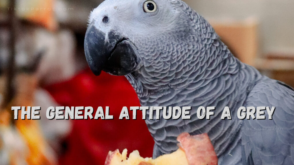 The general attitude of a Grey