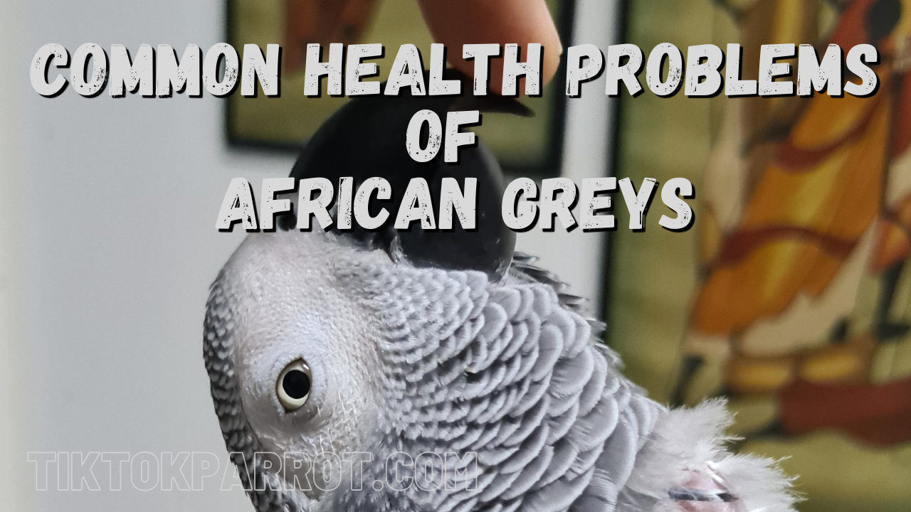 Common Health Problems of African Greys