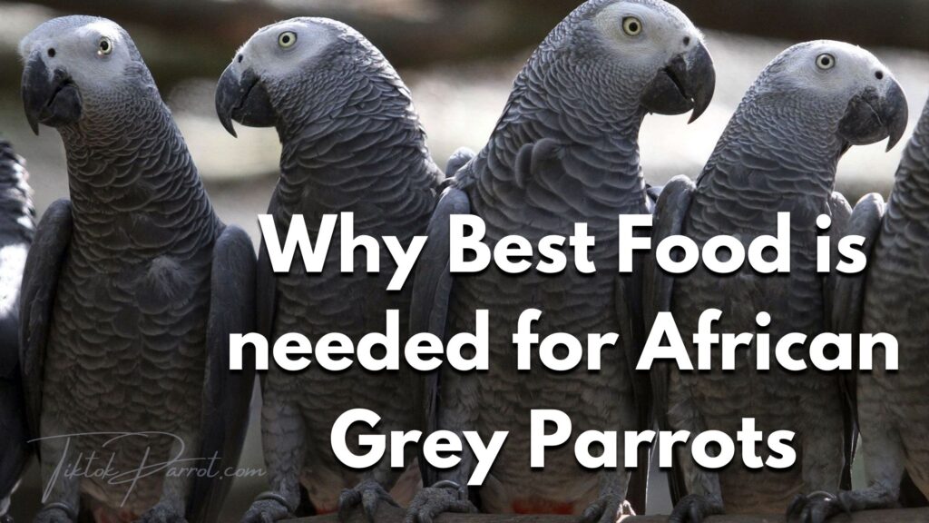 Why Best Food is needed for African Grey Parrots